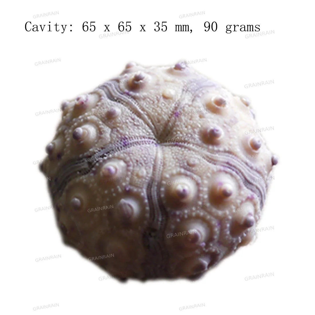 Sea Animal Soap Silicon Molds Starfish Soap Form Nautilus Soap Making Supplies Anemone Soap Mold Scallop Silicone Mold Soap